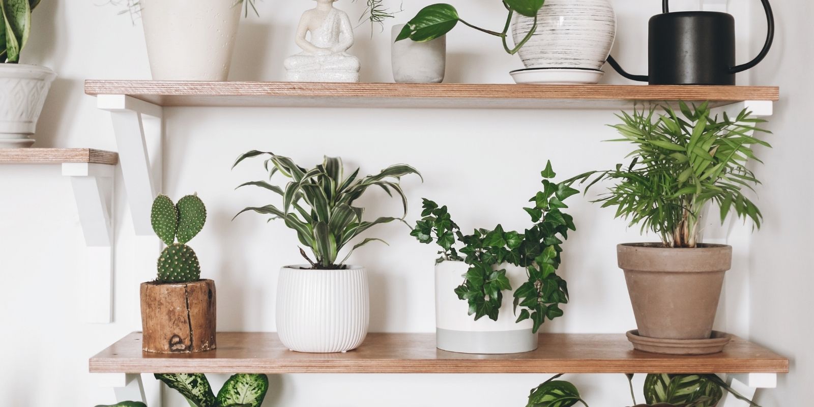 7 ApartmentFriendly Plants The Penrose